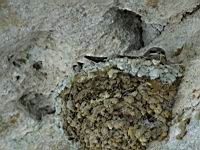 Saint-Julien-Du-Serre, Eglise romane, Nid d'hirondelle (1)